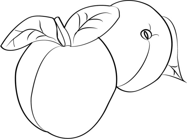 Слива карандашом