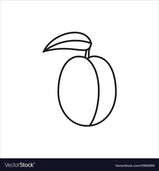 Абрикос раскраска для детей