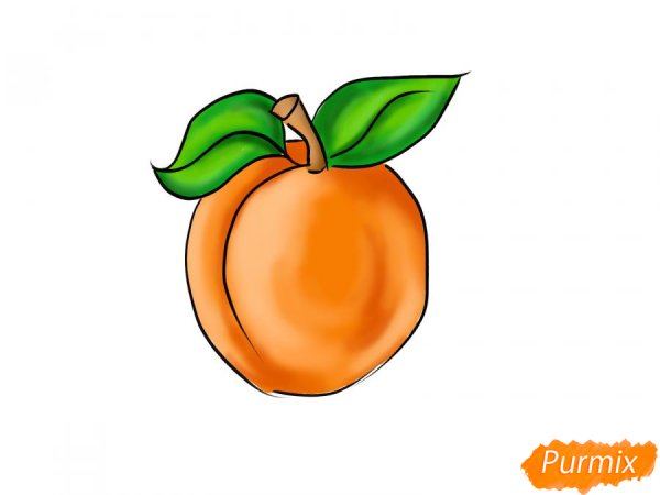 Абрикос вектор