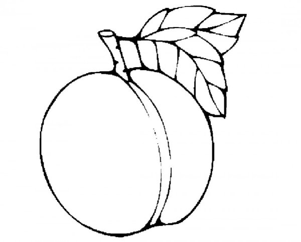 Абрикос раскраска для детей