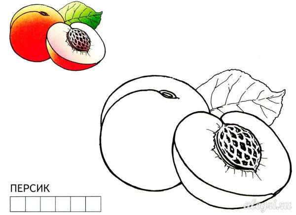 Слива раскраска