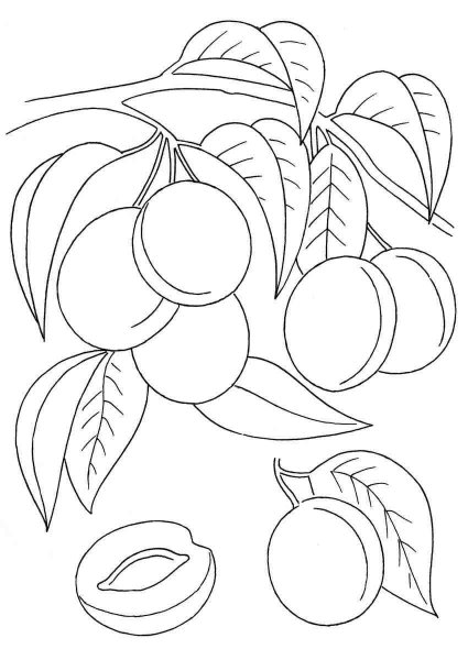 Слива раскраска для малышей