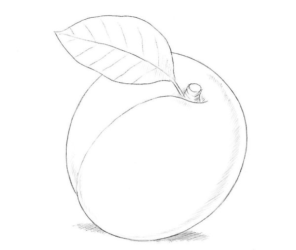 Абрикос рисование