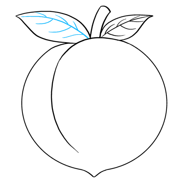 Слива рисунок карандашом