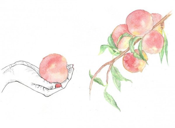 Фрукты для рисования