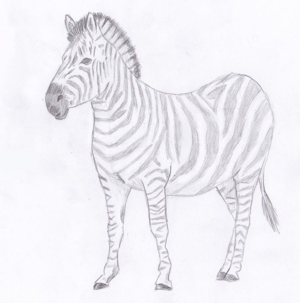 Зебра рисунок карандашом