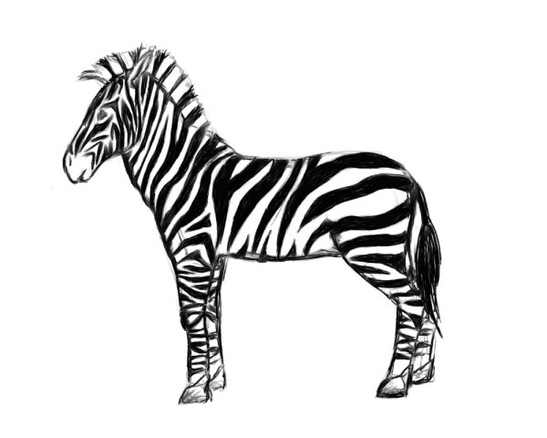 Зебра карандашом