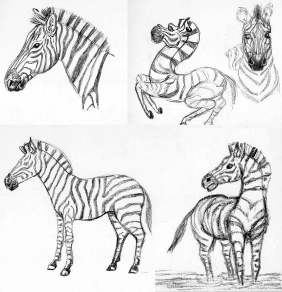 Зебра рисунок для детей карандашом