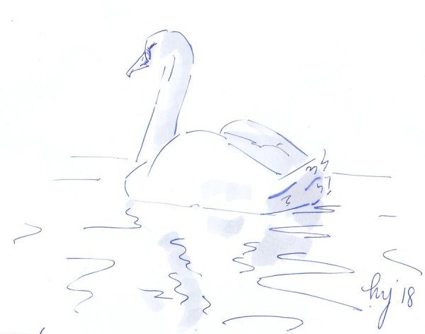 Лебедь для срисовки