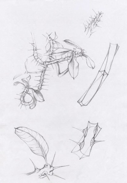 Заха Хадид клаузура