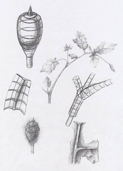 Бионические формы в архитектуре