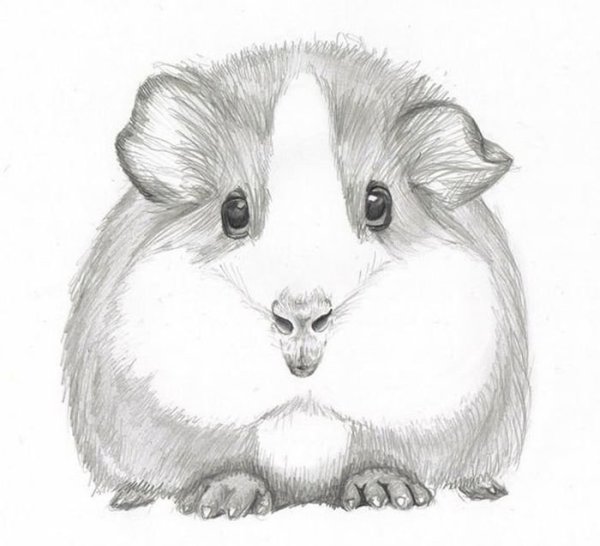 Хомяк карандашом