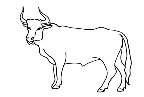 Бык для срисовки