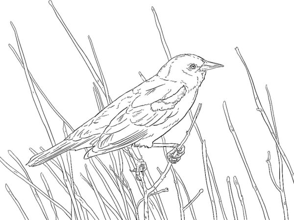 Раскраска птицы Дрозд