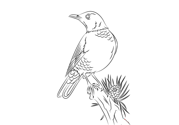 Раскраска птицы Дрозд