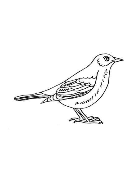 Соловей карандашом