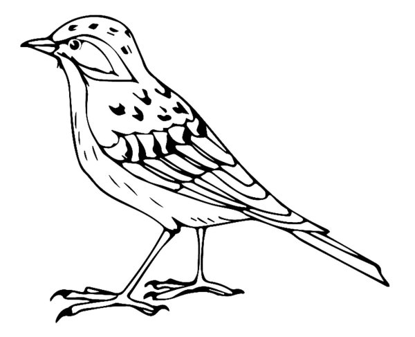 Поэтапное рисование дрозда