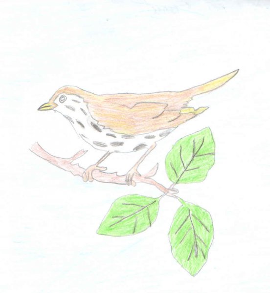 Дрозд рябинник раскраска