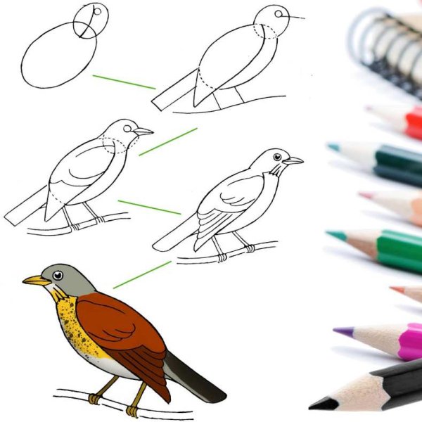 Горихвостка раскраска