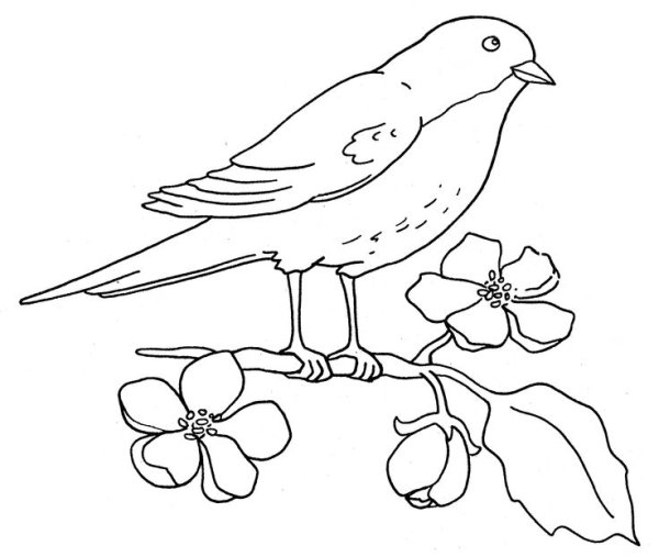 Как рисовать дрозда