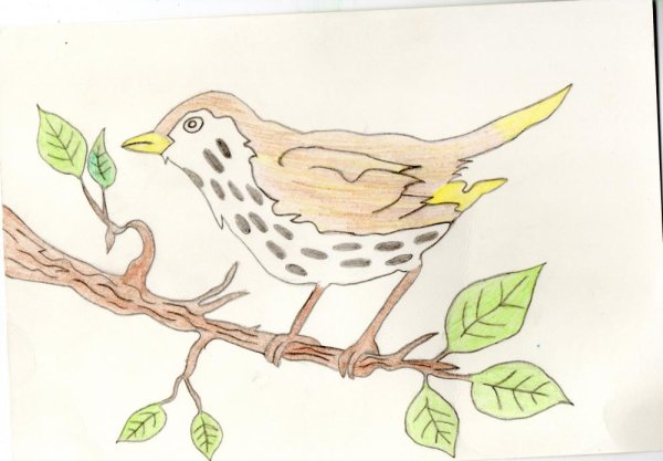 Дрозд скворец Жаворонок