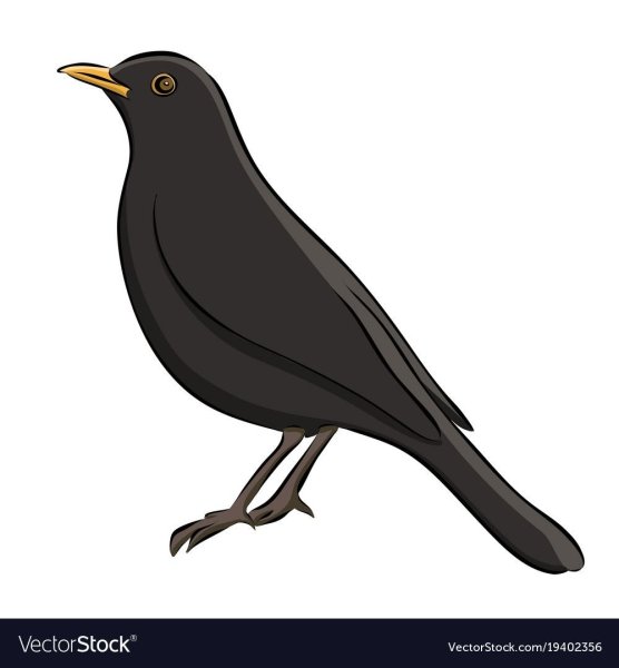 Дрозд рябинник рисунок