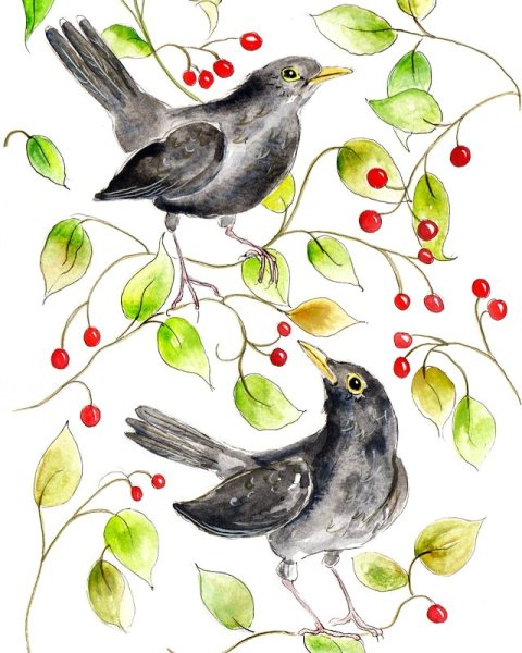 Поползень птица расскрас