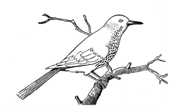 Птицы. Раскраска