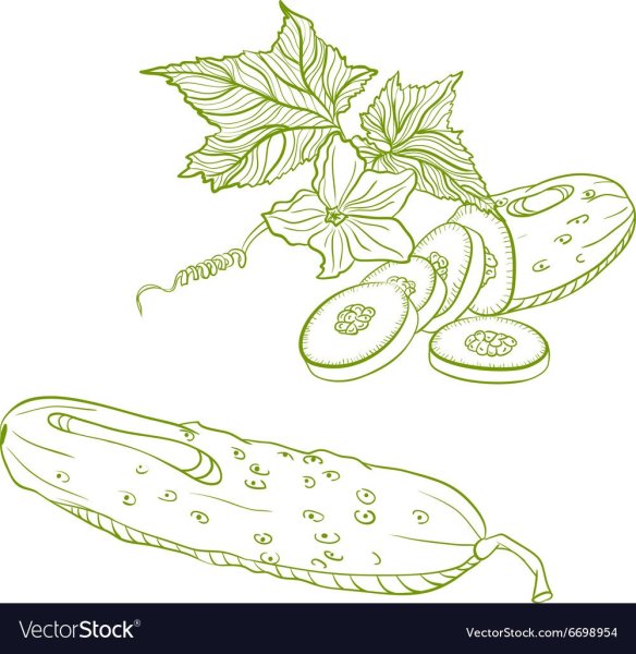 Огурец рисунок карандашом