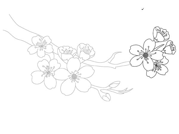 Сакура рисунок