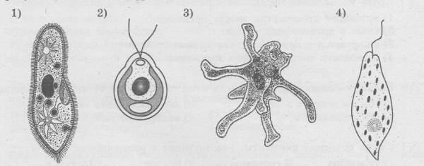 Амеба хламидомонада инфузория туфелька