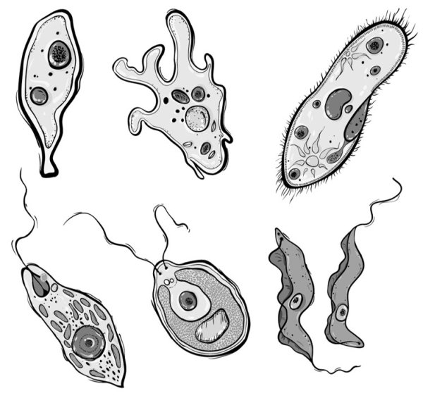 Одноклеточный организм это в биологии
