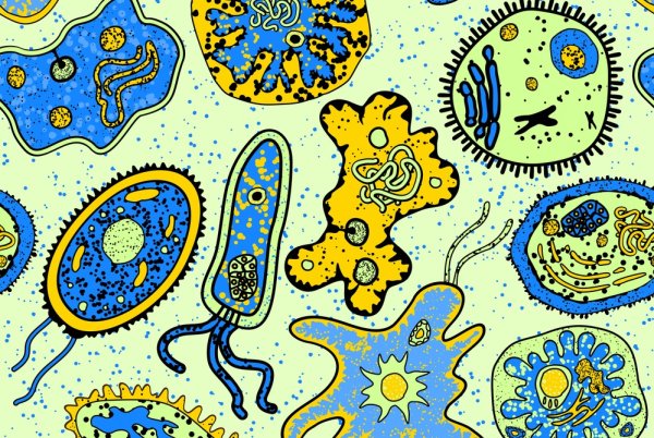 Протисты одноклеточные