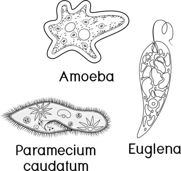 Одноклеточный организм с описанием рисунок