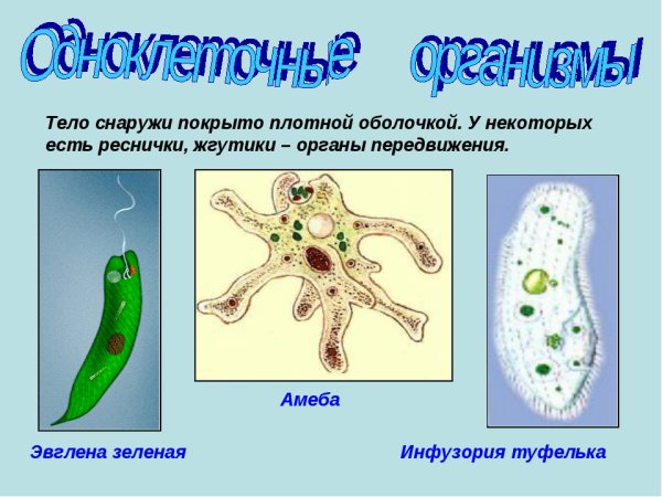 Амеба инфузория туфелька эвглена зеленая