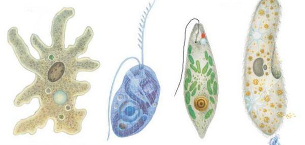 Эукариотические одноклеточные микроорганизмы