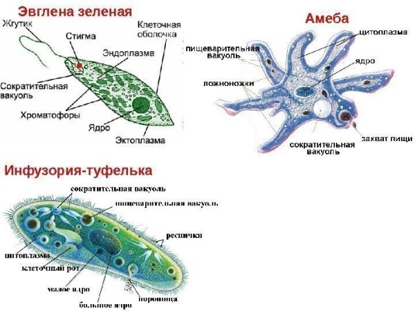 Строение амебы эвглены зеленой и инфузории туфельки
