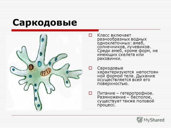 Класс Саркодовые Sarcodina