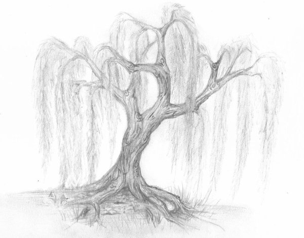 Плакучая Ива рисунок карандашом