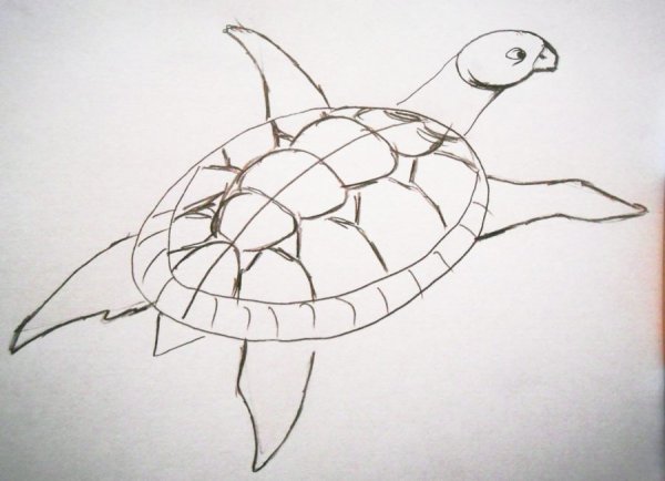 Черепаха рисунок карандашом