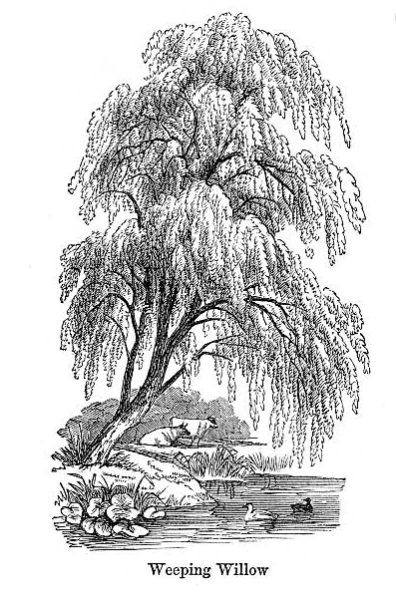 Дерево плакучей ивы для гравировки