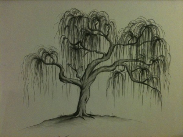 Плакучая Ива силуэт