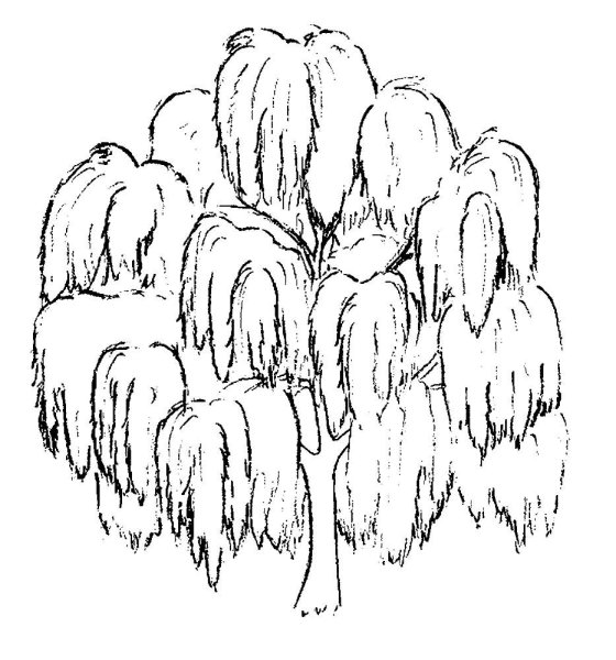 Нарисовать дерево вербы