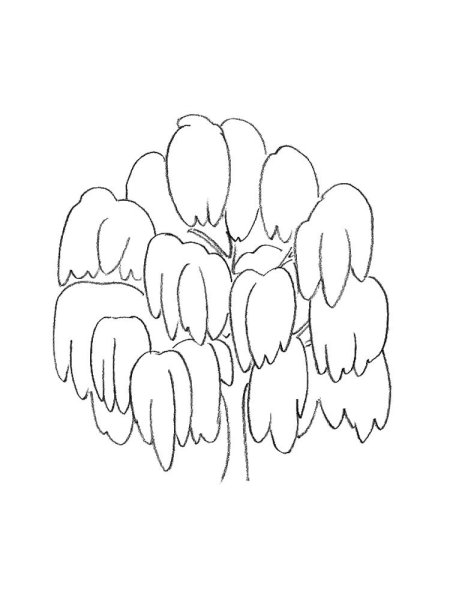 Раскраска дерево Ива для детей