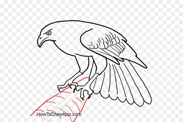 Сокол рисунок для детей простой