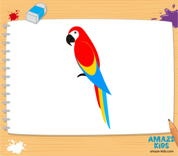 Как нарисовать попугая легко