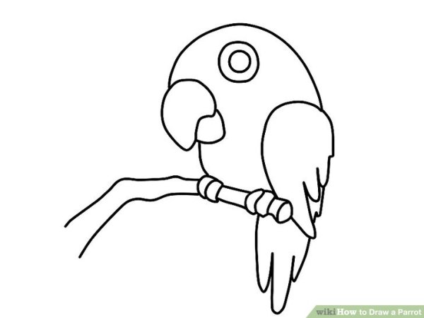 Попугай рисунок карандашом для срисовки