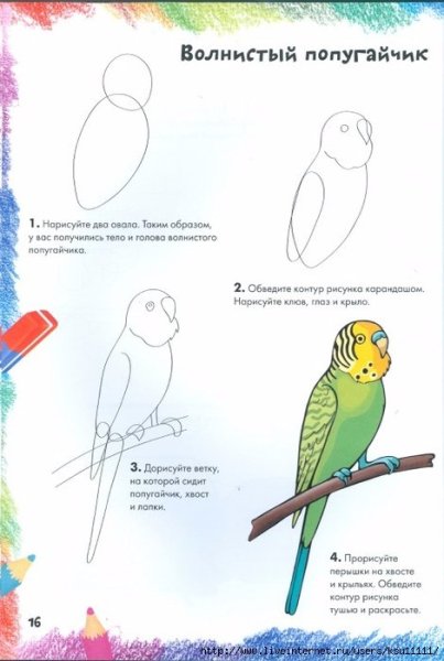 Попугай для рисования