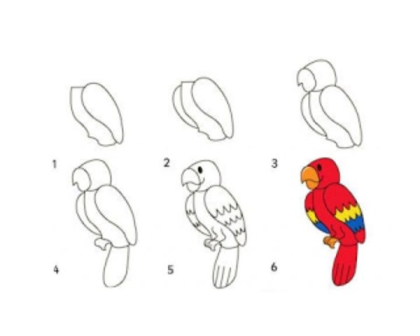 Уроки рисования попугая