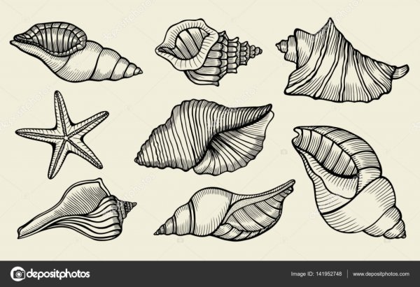 Морские звезды ракушки Графика
